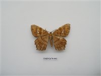 藏品(尺蛾213)的圖片